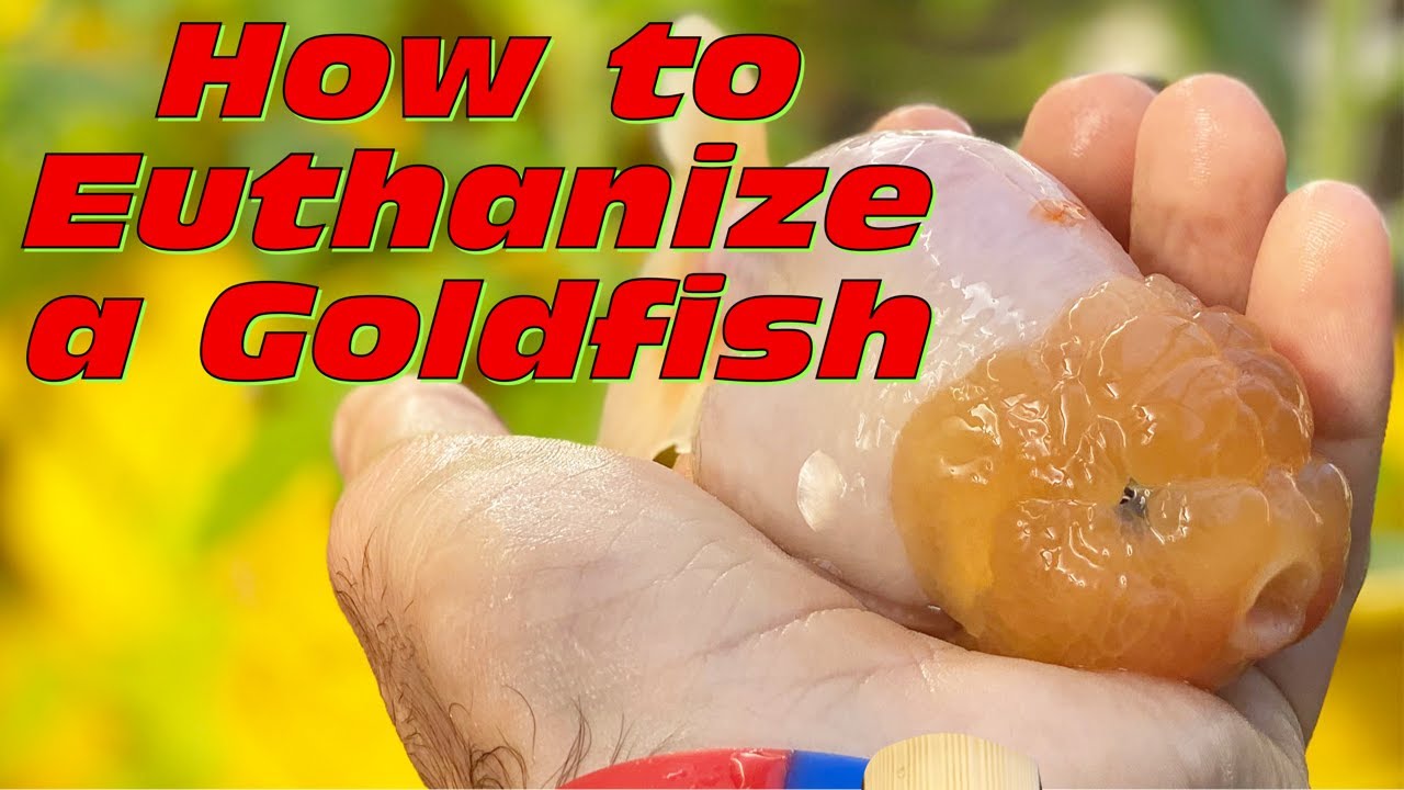 How to Euthanize a Goldfish