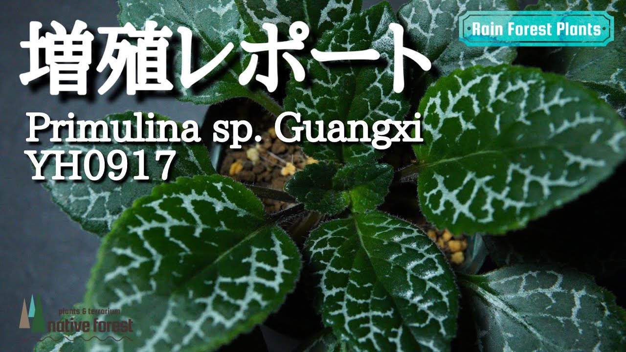 【増殖レポート】Primulina sp.Guangxi YH0917（イワタバコ科）