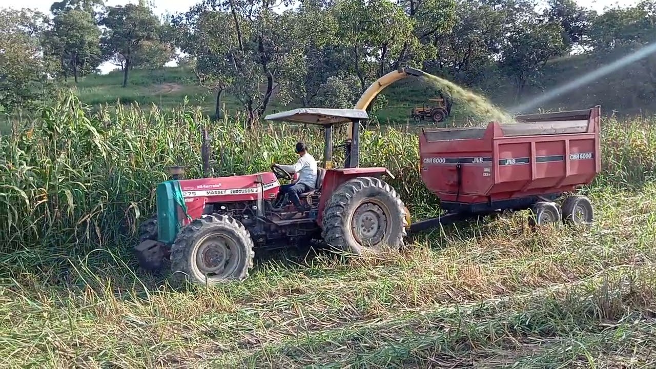 Silagem de sorgo forrageiro.