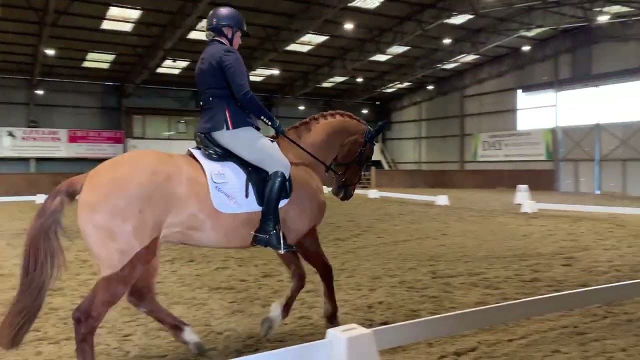 Sillan Clementine BD Combined Training Novice Test No.1 Showjumping 80cm Golden Cross 28.02.26