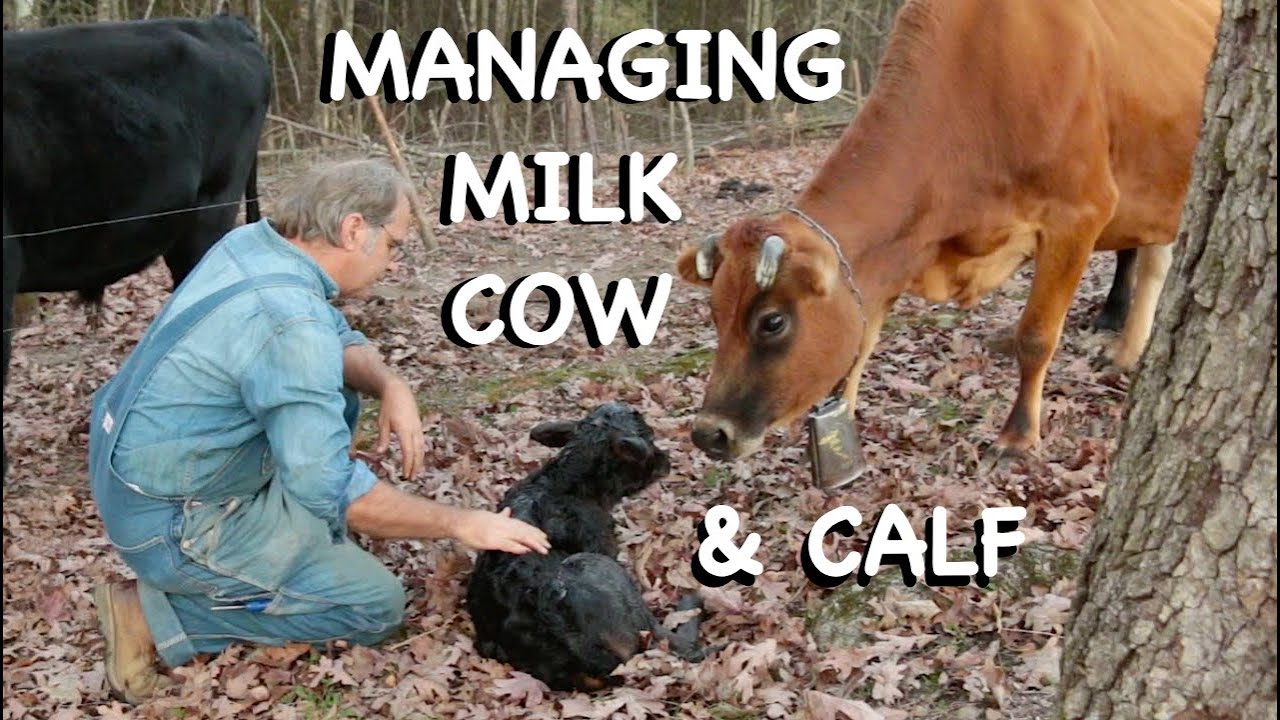 The Milk Cow, Part 2 - The FHC Show, ep 35