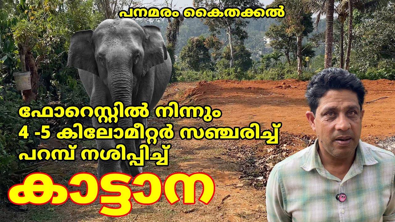 ഫോറെസ്റ്റിൽ നിന്നും 4 -5 കിലോമീറ്റർ സഞ്ചരിച്ച് പറമ്പ് നശിപ്പിച്ച് കാട്ടാന #forest #elephant #wayanad