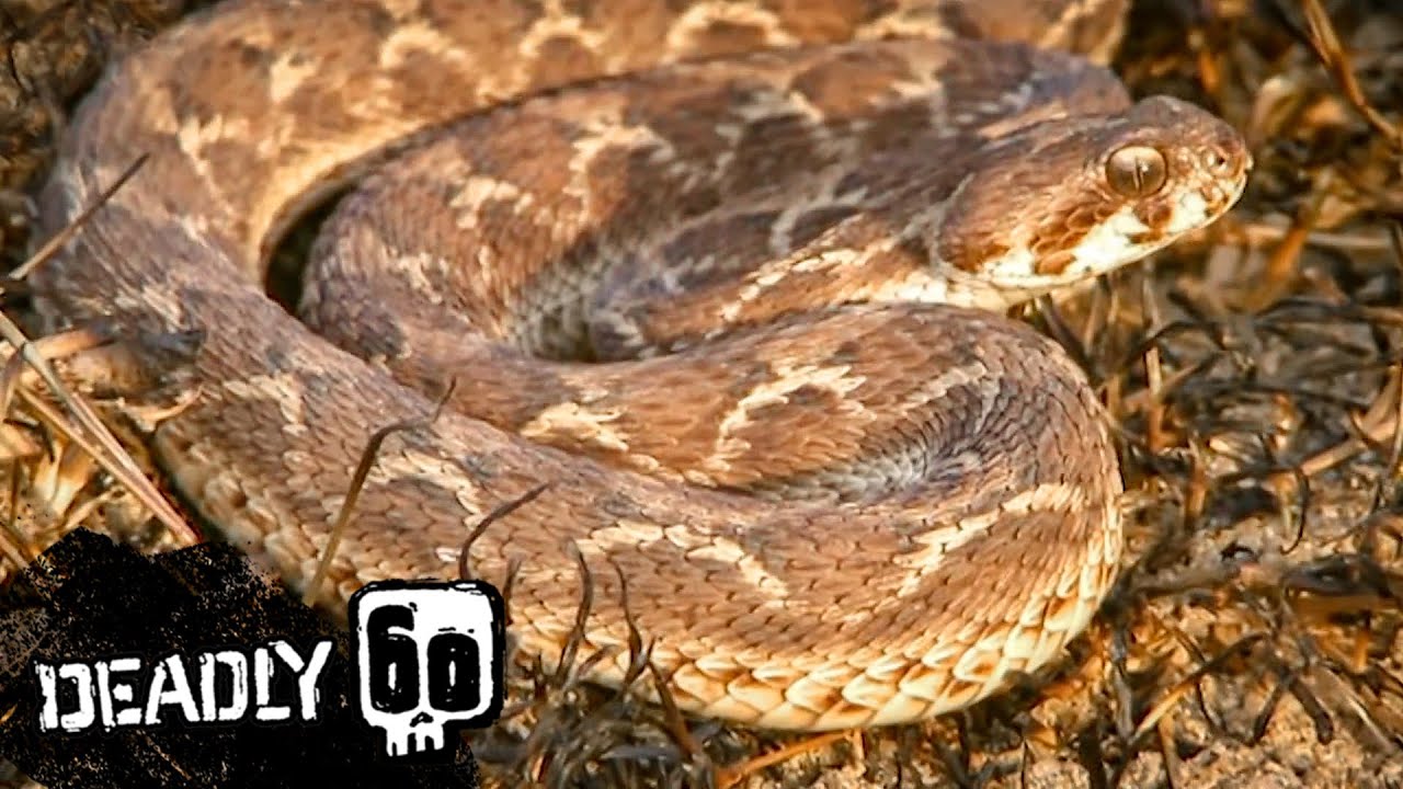 Deadly Viper Strikes Steve! | Deadly 60 | BBC Earth Kids