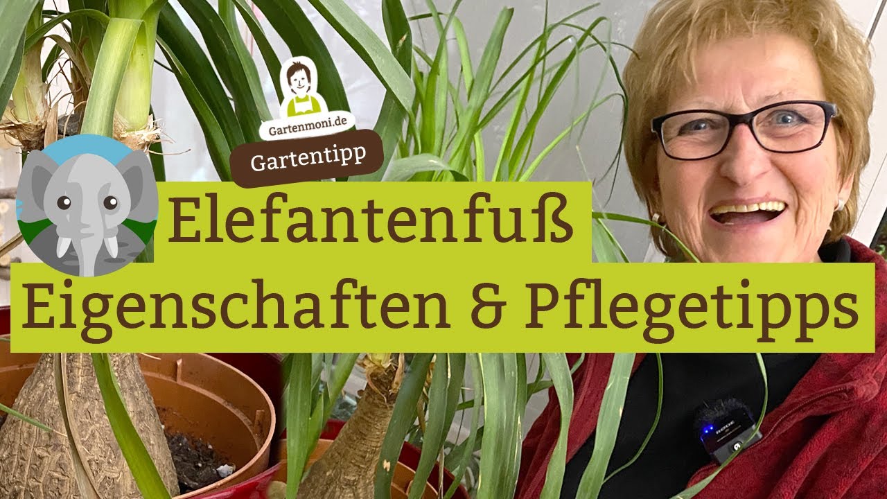 Faszinierender Wasserspeicher: Der Elefantenfuß - Eigenschaften und Pflegetipps | Drachenbaum