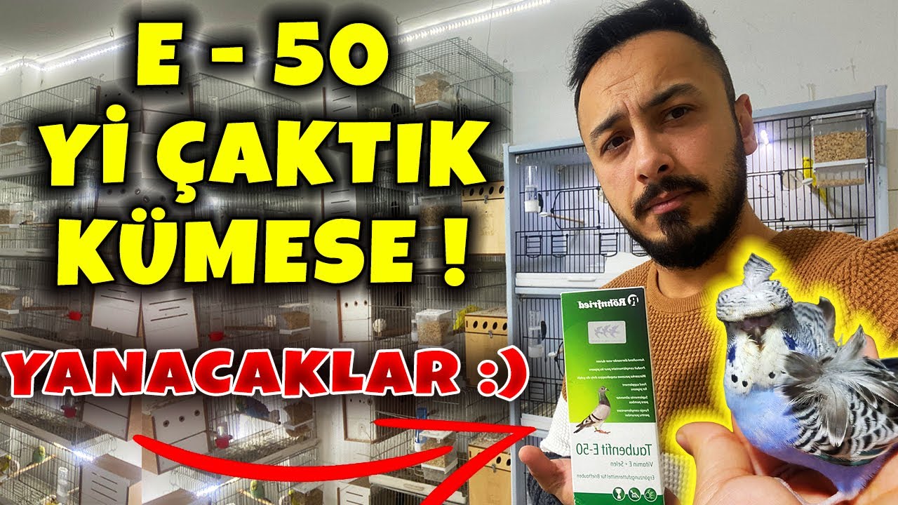 KUŞ EVİMİZİN HEPSİNE E 50 KIZIŞTIRICI VERDİK ! KUŞLAR ATEŞ EDİYOR