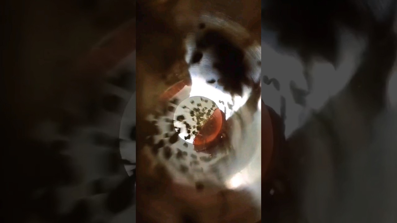 Dry hop fun! 