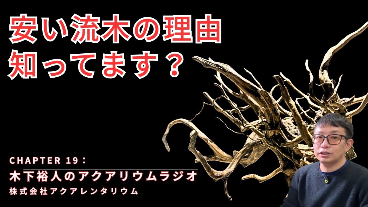 水槽素材の流木、本当に高いのか【木下裕人のアクアリウムラジオ #19】