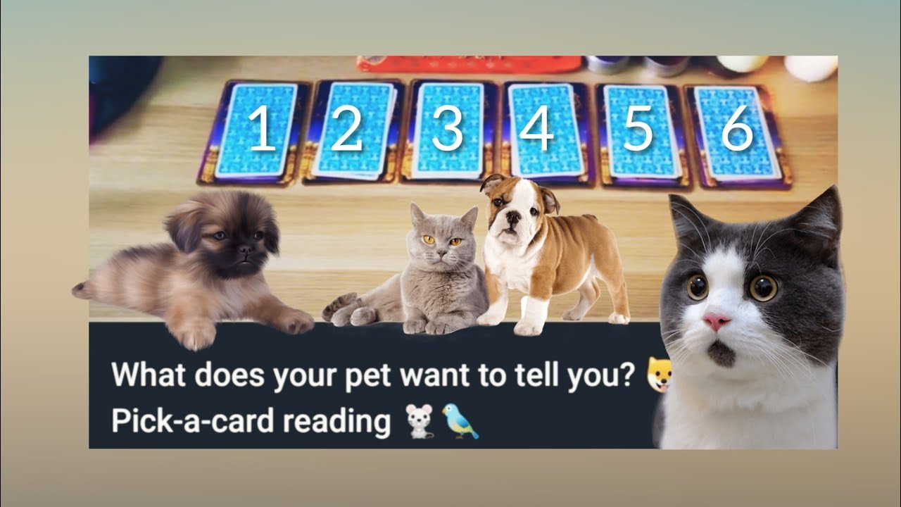 What does your pet want to tell you? 🐶🐱 Pick-a-card reading 🐁🐦