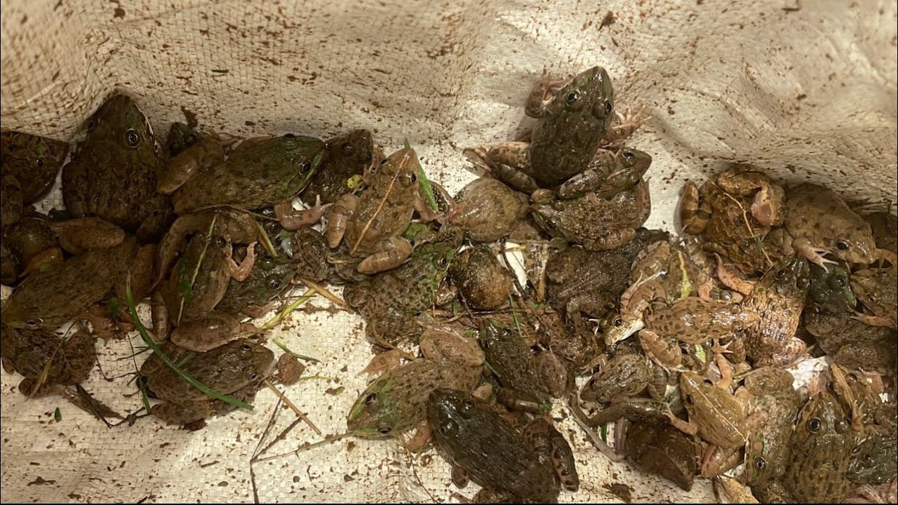 At night in the rice fields, people often go out to catch frogs, snails, and crabs.🐸🦀🐌