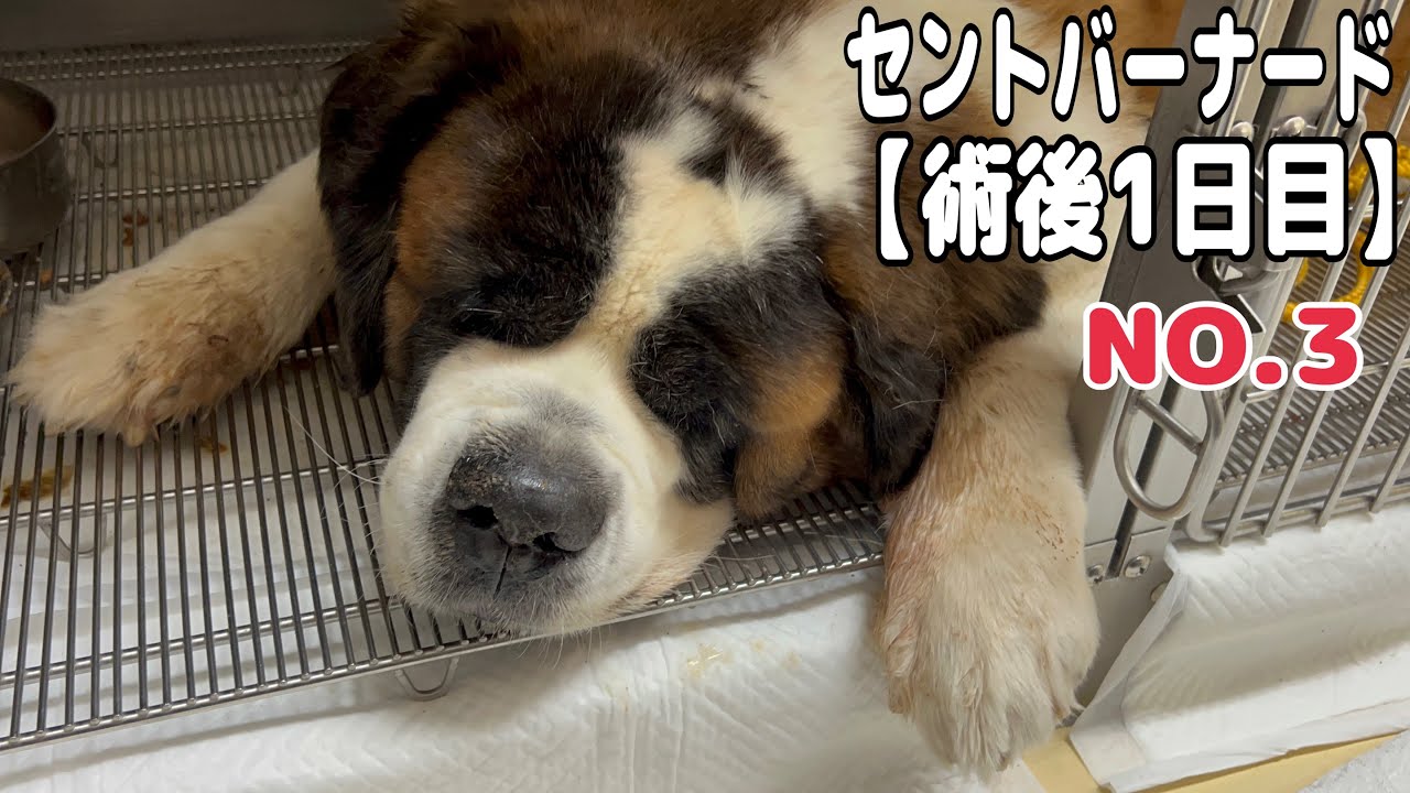 【術後1日目】セントバーナードももちゃんは術後1日目でまだ歩けません。食欲もなく食べられるようにならないと帰れないので、パパさんは必死に食べさせました。