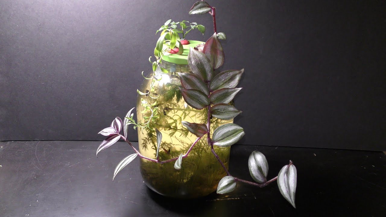 How to Grow Inch Plant in Aquarium