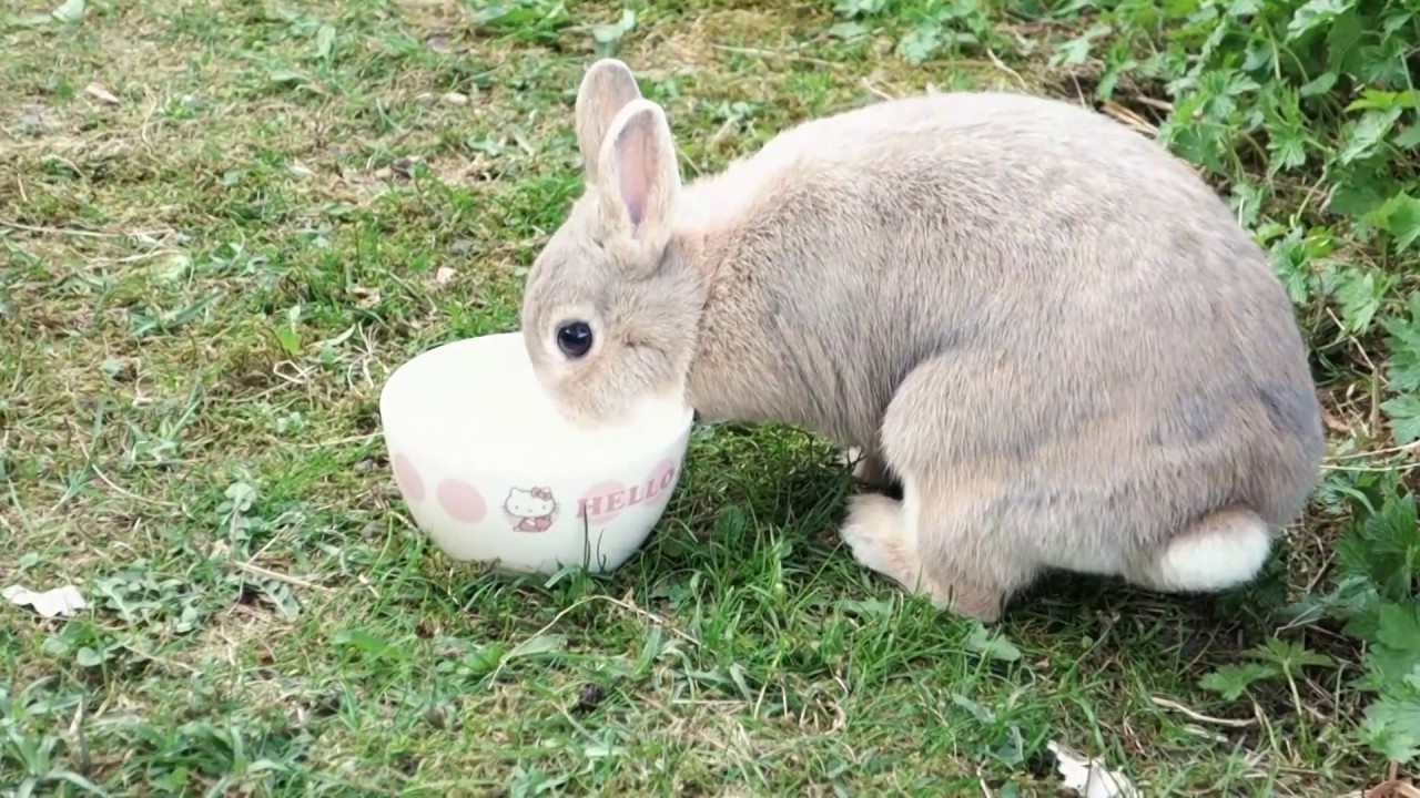 Bunny Meets Cat for the First Time - Netherland Dwarf Rabbits - Playing in the Garden