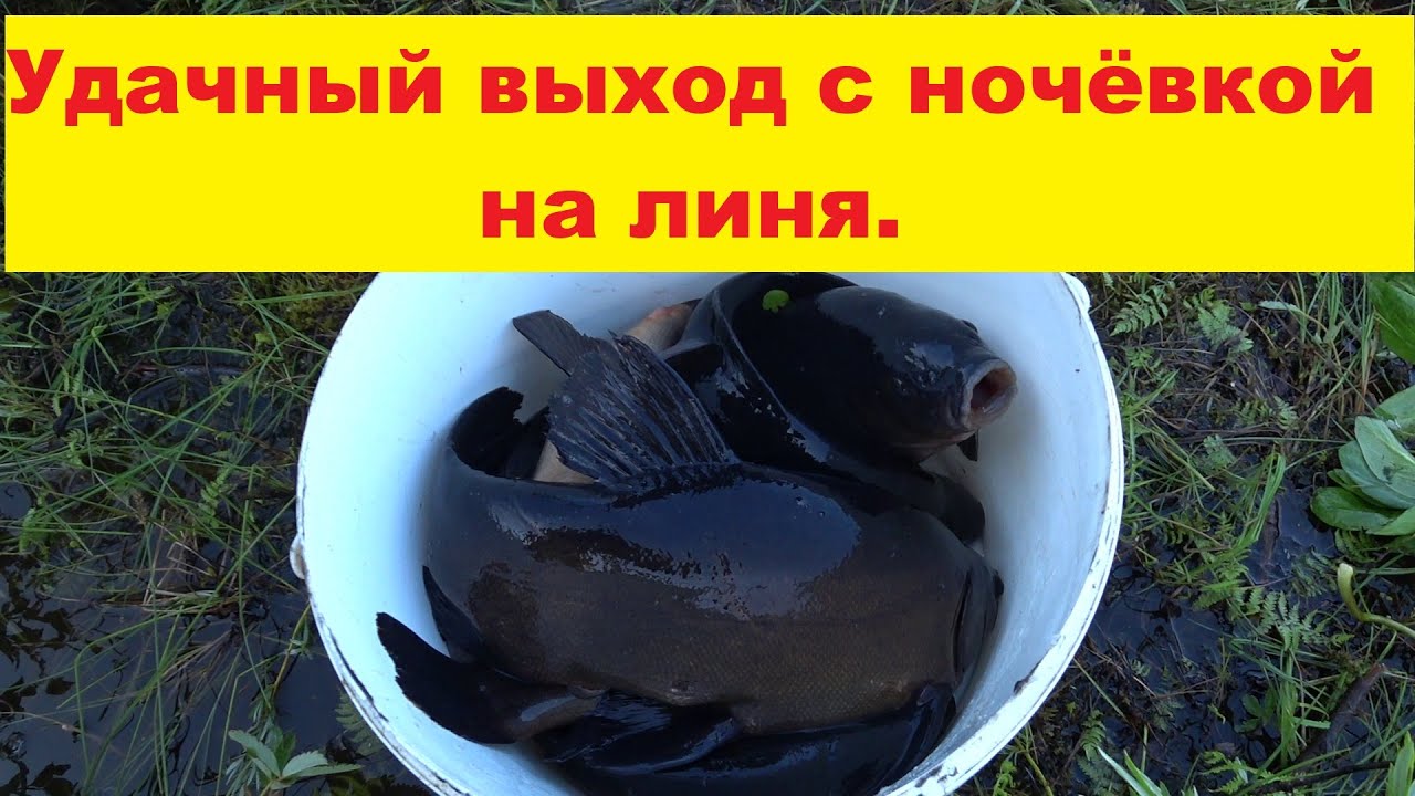 Удачный выход с ночёвкой.Ловля линя с берега на полавок.Līņu cope.Fishing tench from the shore.