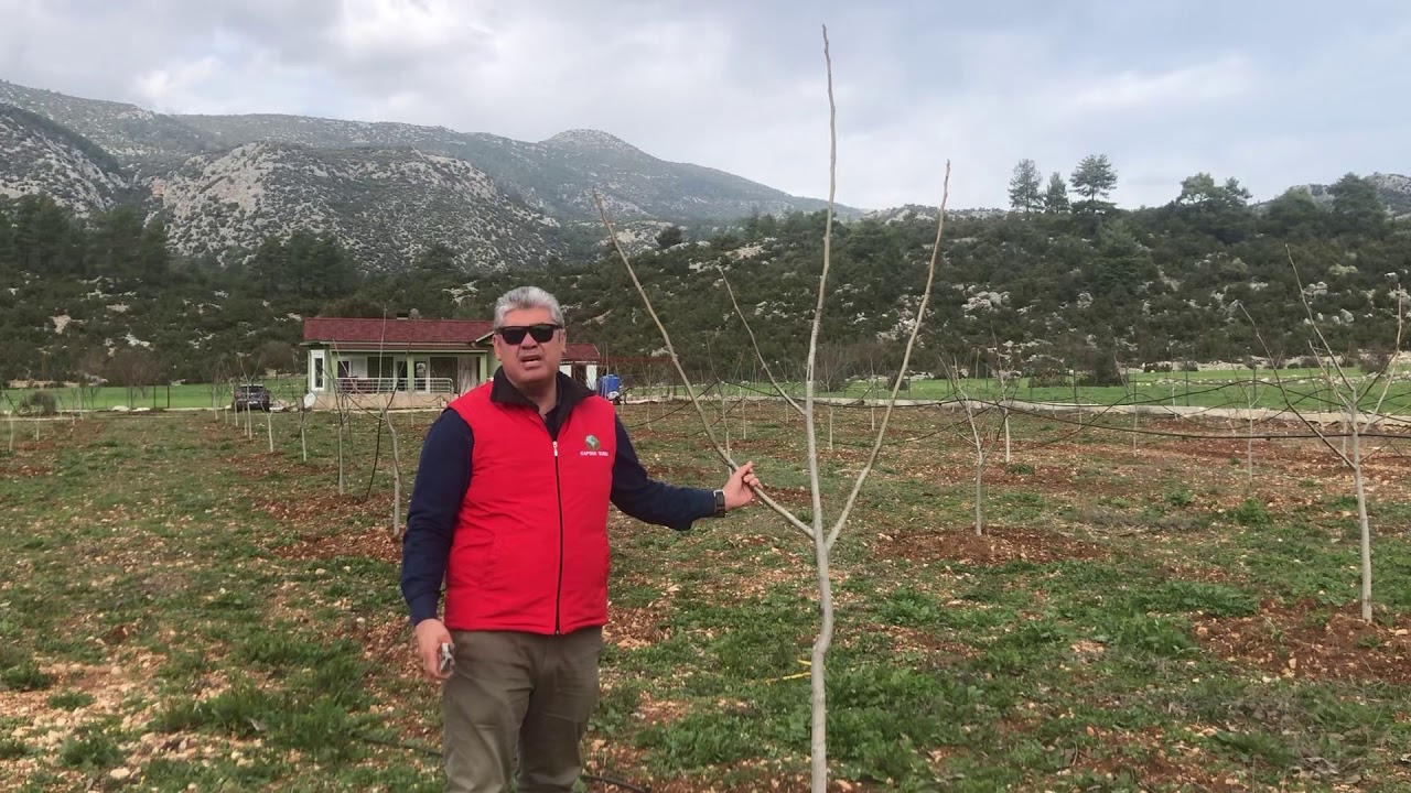 Ceviz Budama Nasıl Yapılır