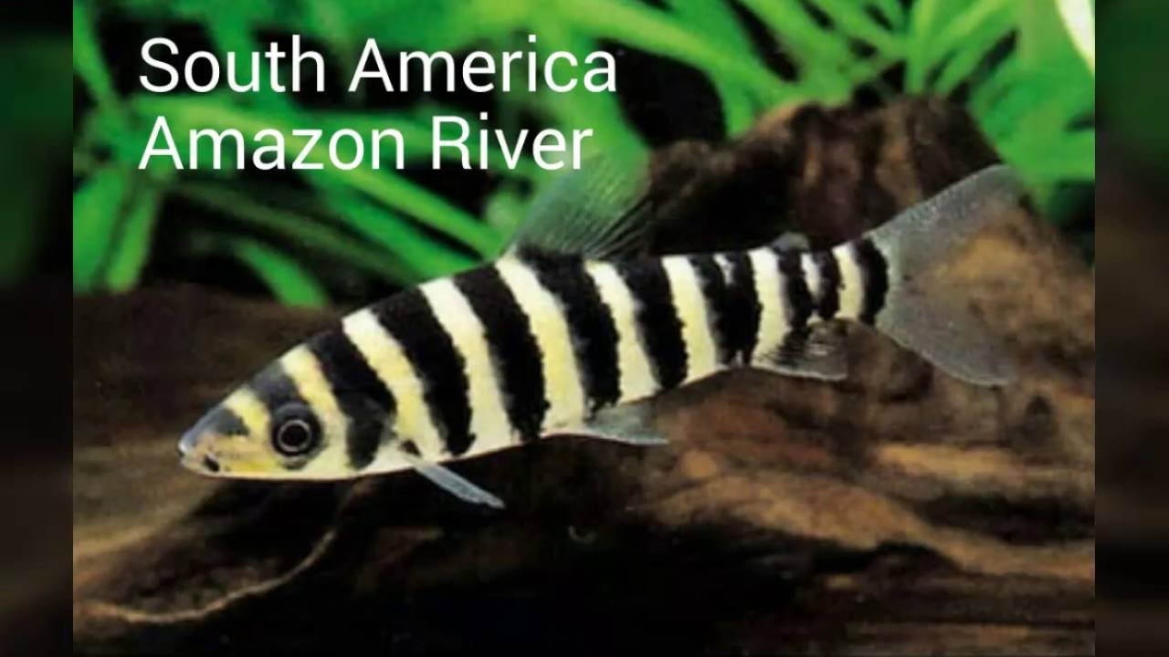 Keeping Black Banded Leporinus