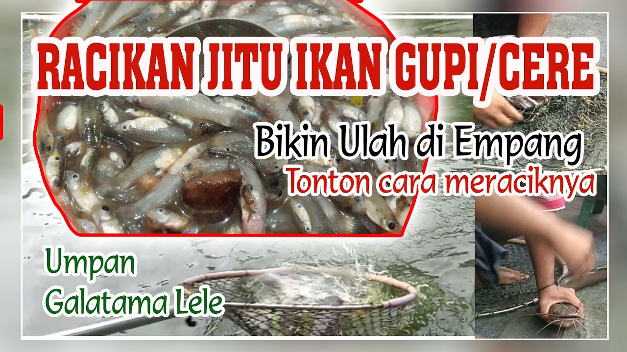 RACIKAN UMPAN JITU LELE GALATAMA | MEDIA IKAN GUPI/CERE GOT