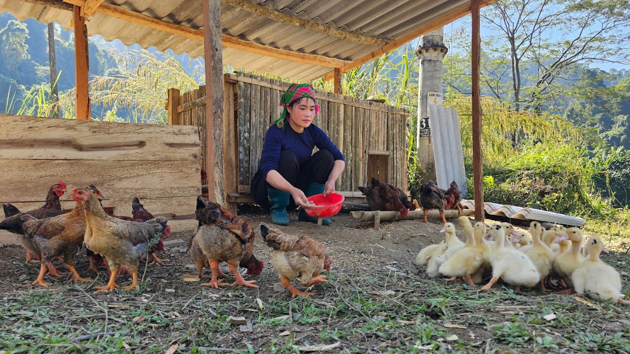 Single Mom - How to make a duck coop to welcome adorable ducklings to the farm