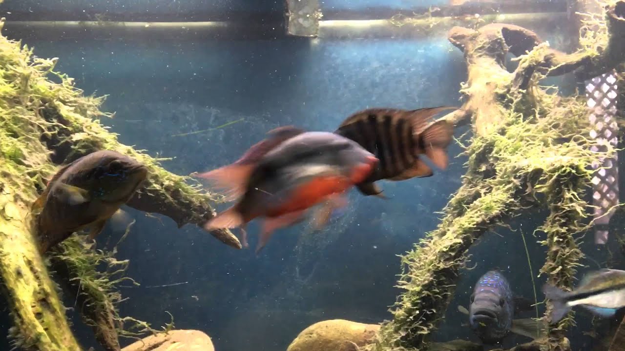 Convict vs Firemouth