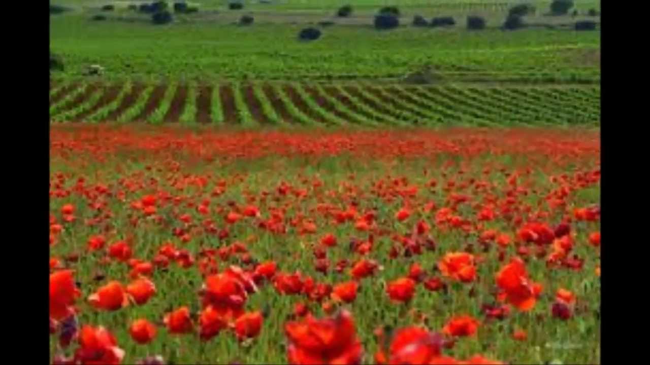 Venham ver o Alentejo