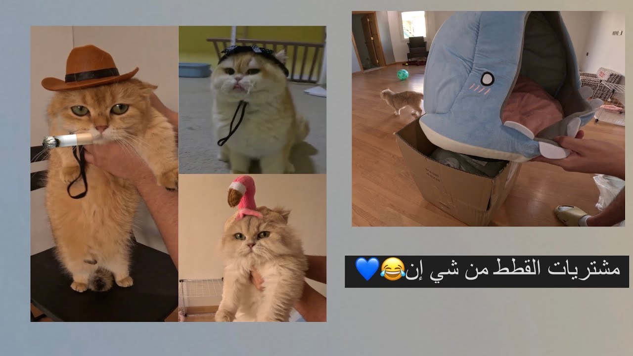 #subscribe #shein Shein unboxing 🐱👒 |مشترياتي للقطط من شي ان🐱👒