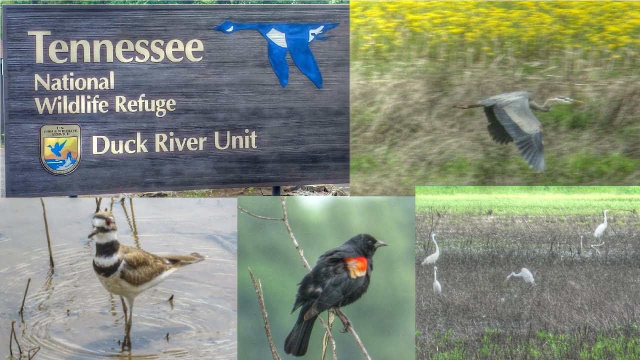 Tennessee Duck River National Wildlife Refuge