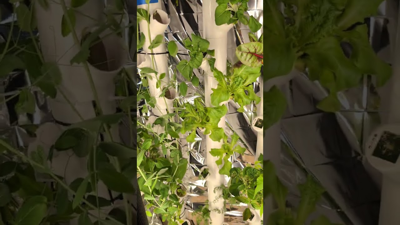 My hydroponics garden. Stay tuned to see what we add next. We have a tiny space, used wisely. 