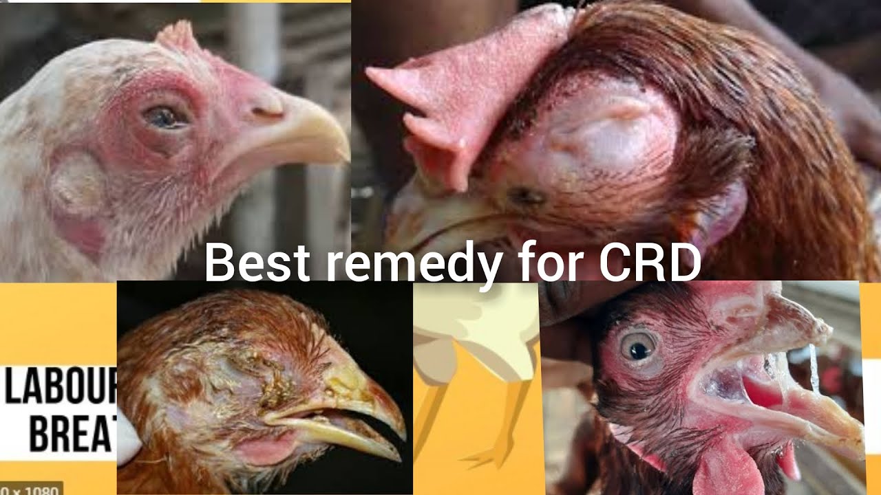 BEST cure for CRD in layers birds using synthetic and herbal medication, my experience in farm. PT 1