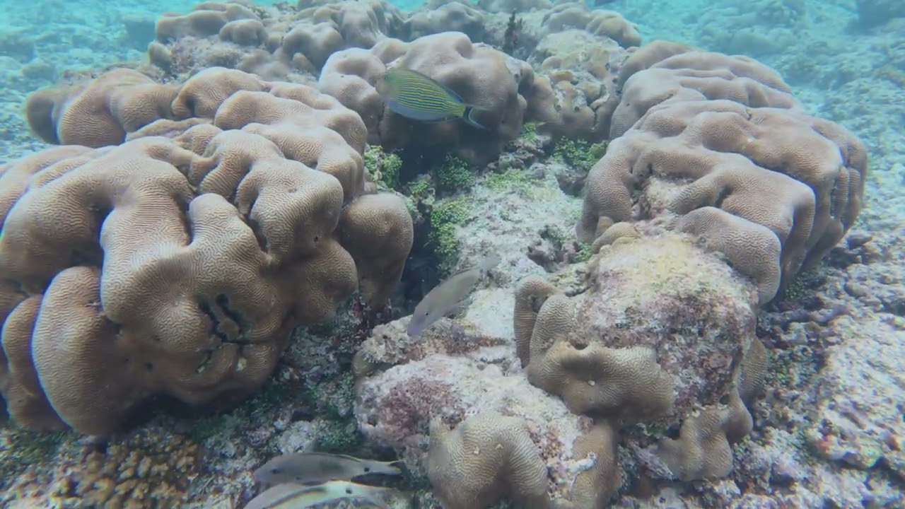 Maldives Snorkeling  - Joe 2026FEB08 - HD