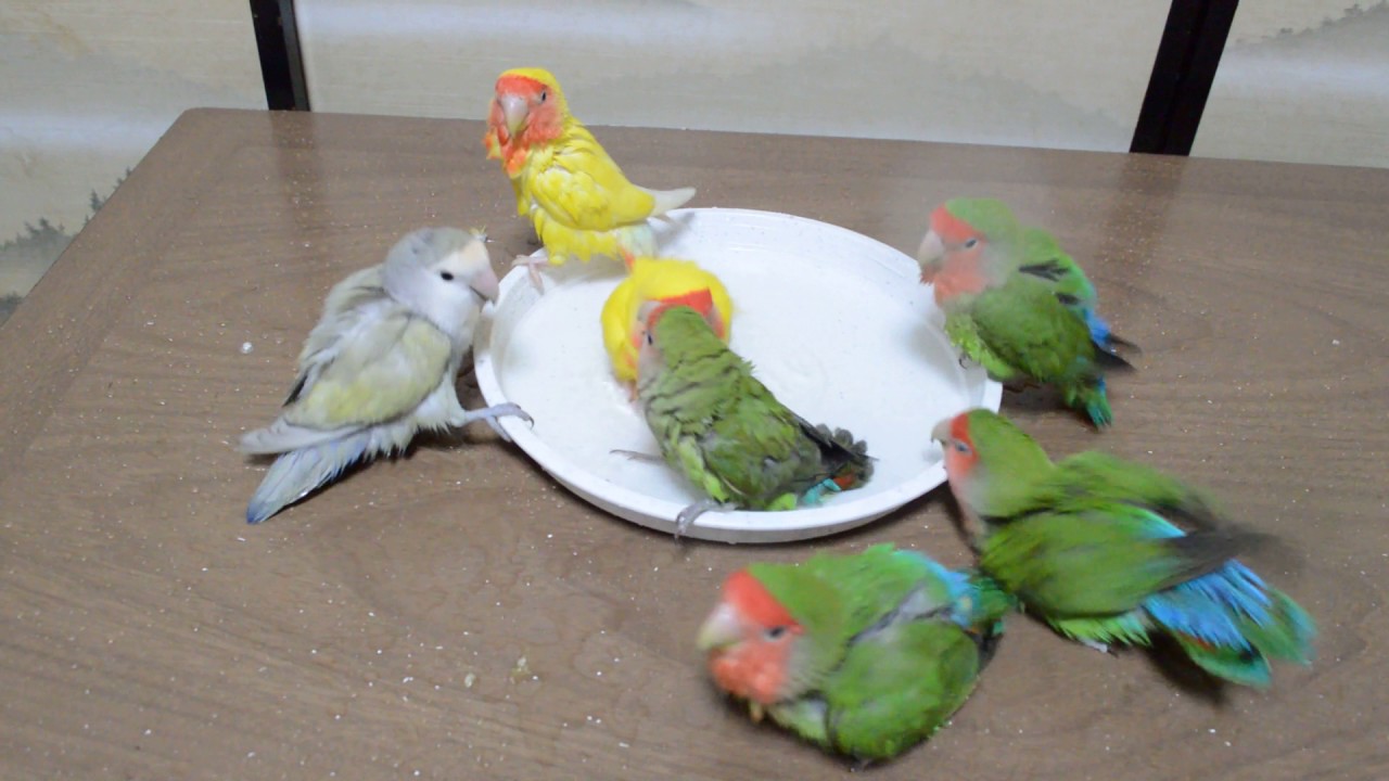 コザクラインコ　１０鳥　みんなでお風呂