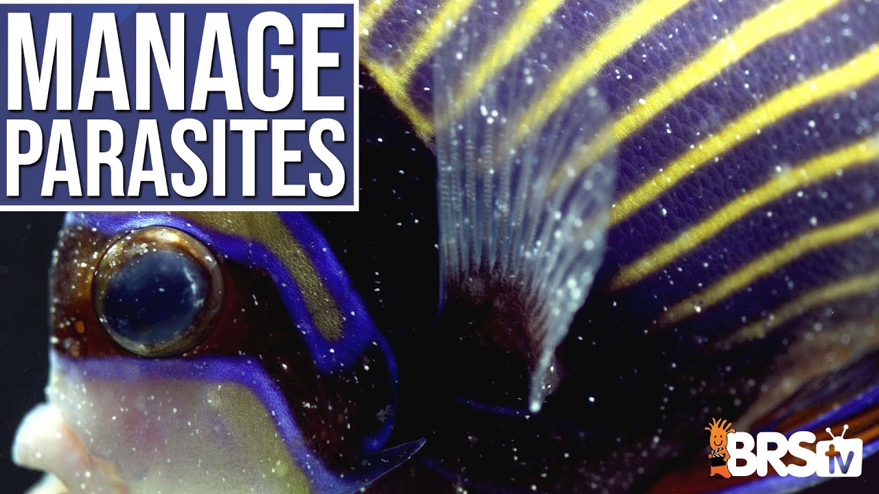 DOUBLE the Lifespan of Your Saltwater Fish With Proper Disease & Parasite Management? Ep: 5