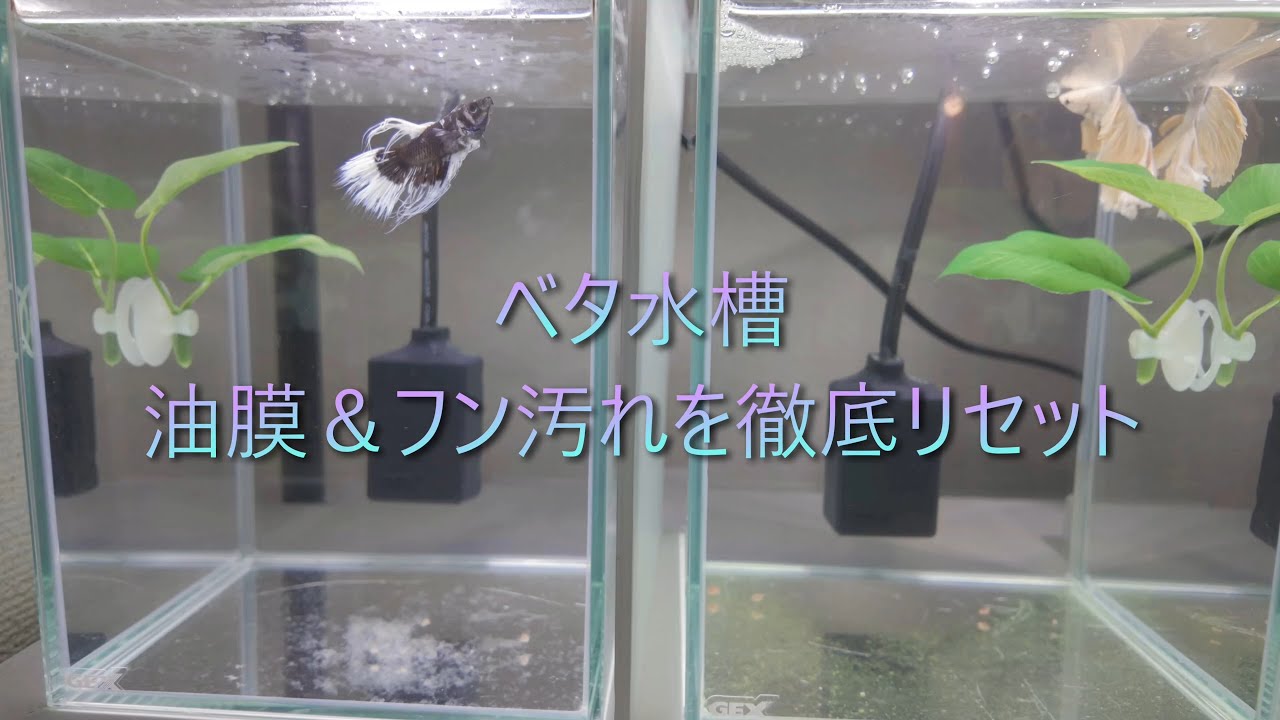 ベタ水槽メンテナンス🐟ベタさんの面白いシーン可愛い仕草がいっぱい😊　【水槽メンテナンスシリーズ #23】