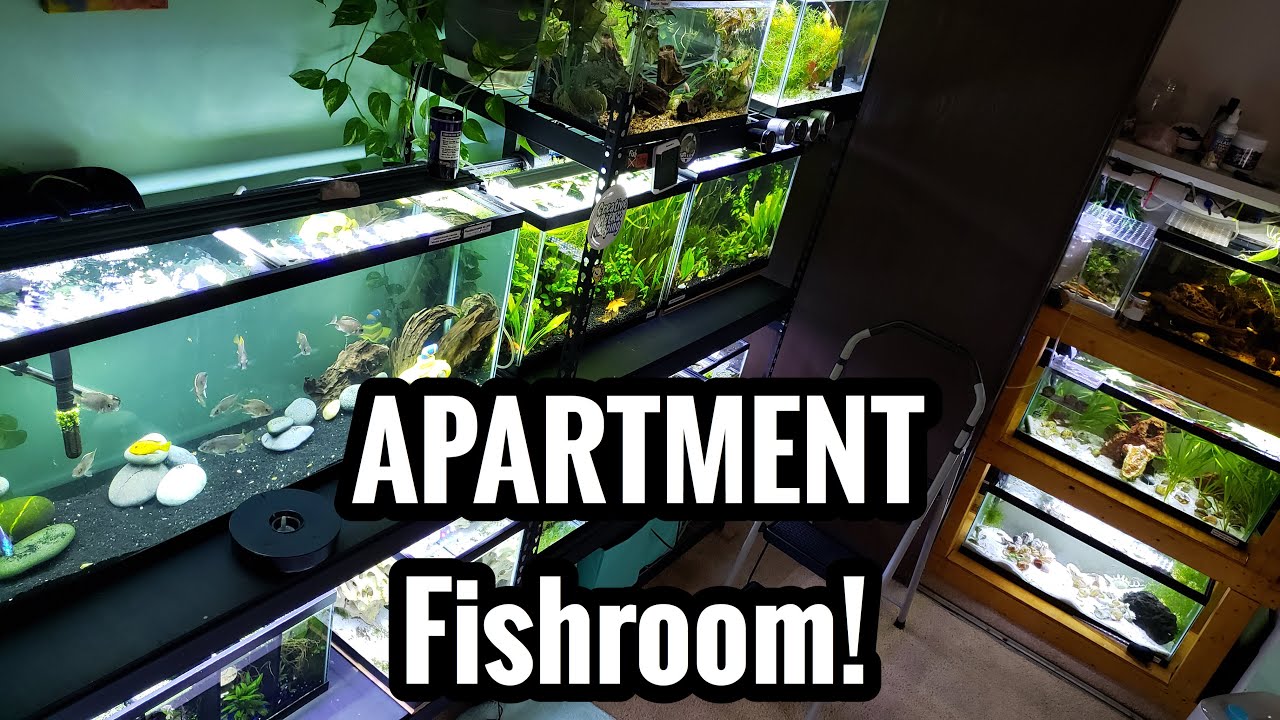 FISHROOM in a 5th Floor APARTMENT!