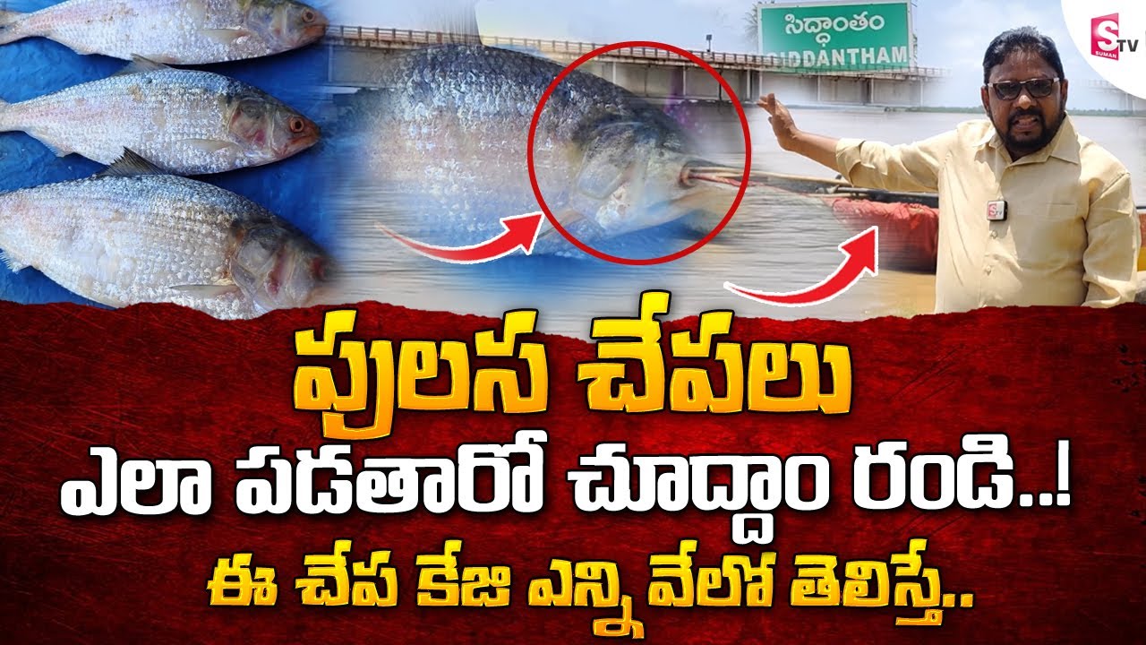 How They Hunt Godavari Pulasa Fish? || Pulasa Recipe || @SumanTVEntertainment