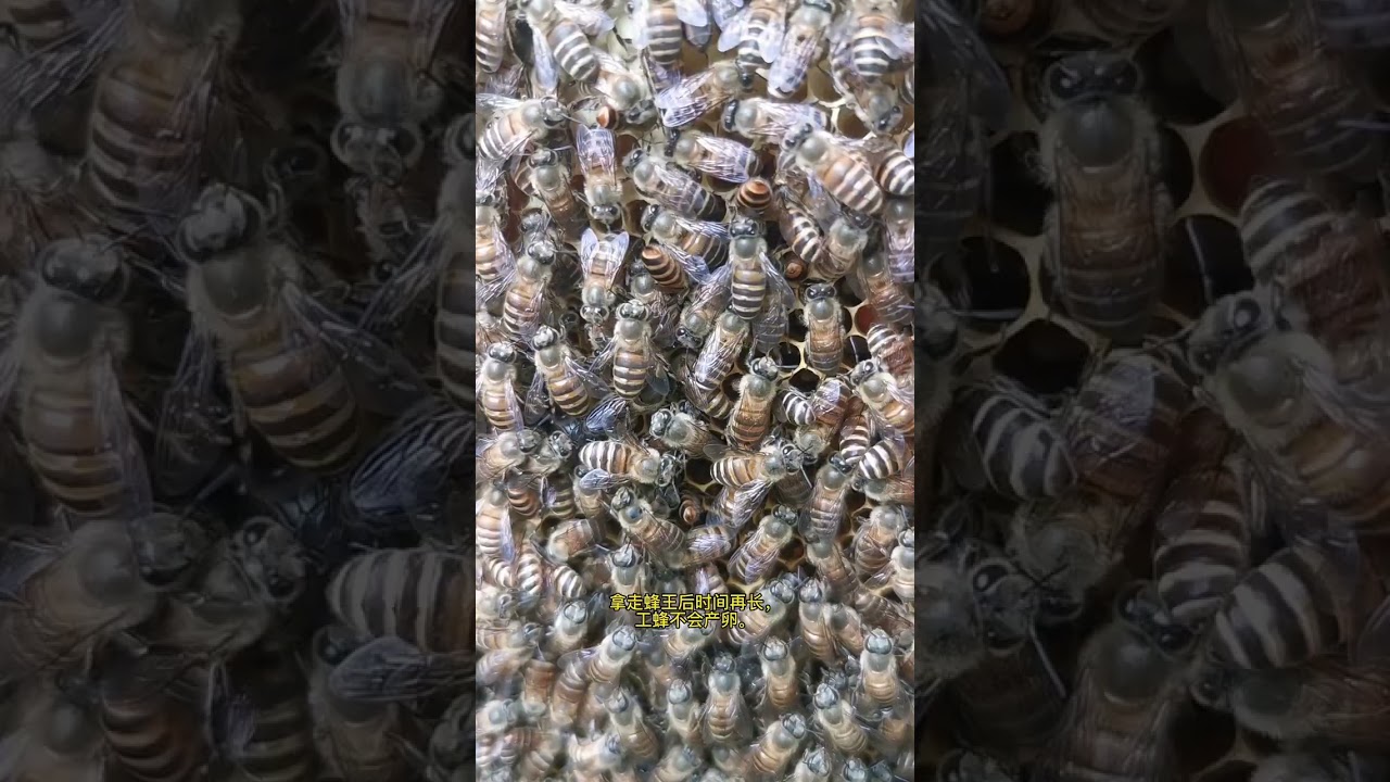 125 蜂王快速交尾的方法#蜜蜂养殖 #三农 #中蜂养殖技术 #中华蜜蜂