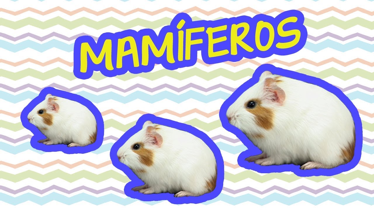 MAMÍFEROS  | BEBÊ MAIS BICHOS 2