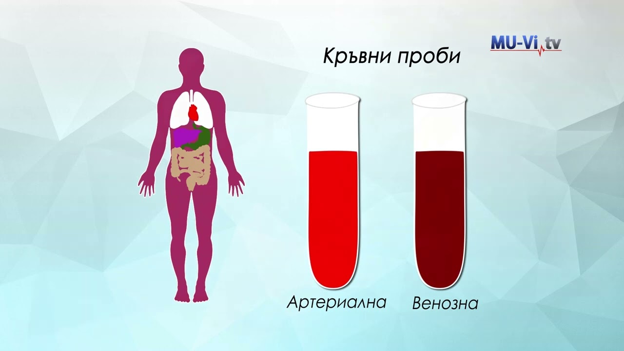 Какви са функциите на кръвта?