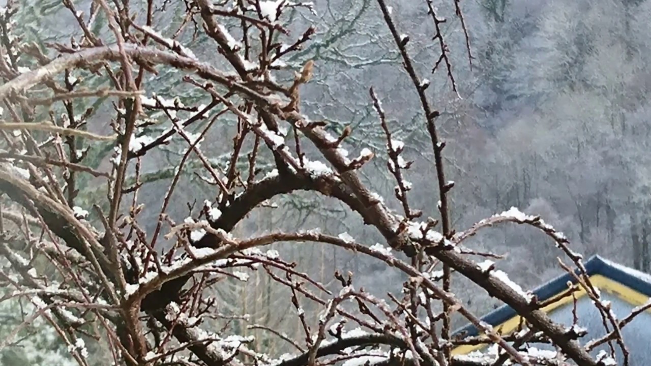 Short - Falling Snow, and Benderloch