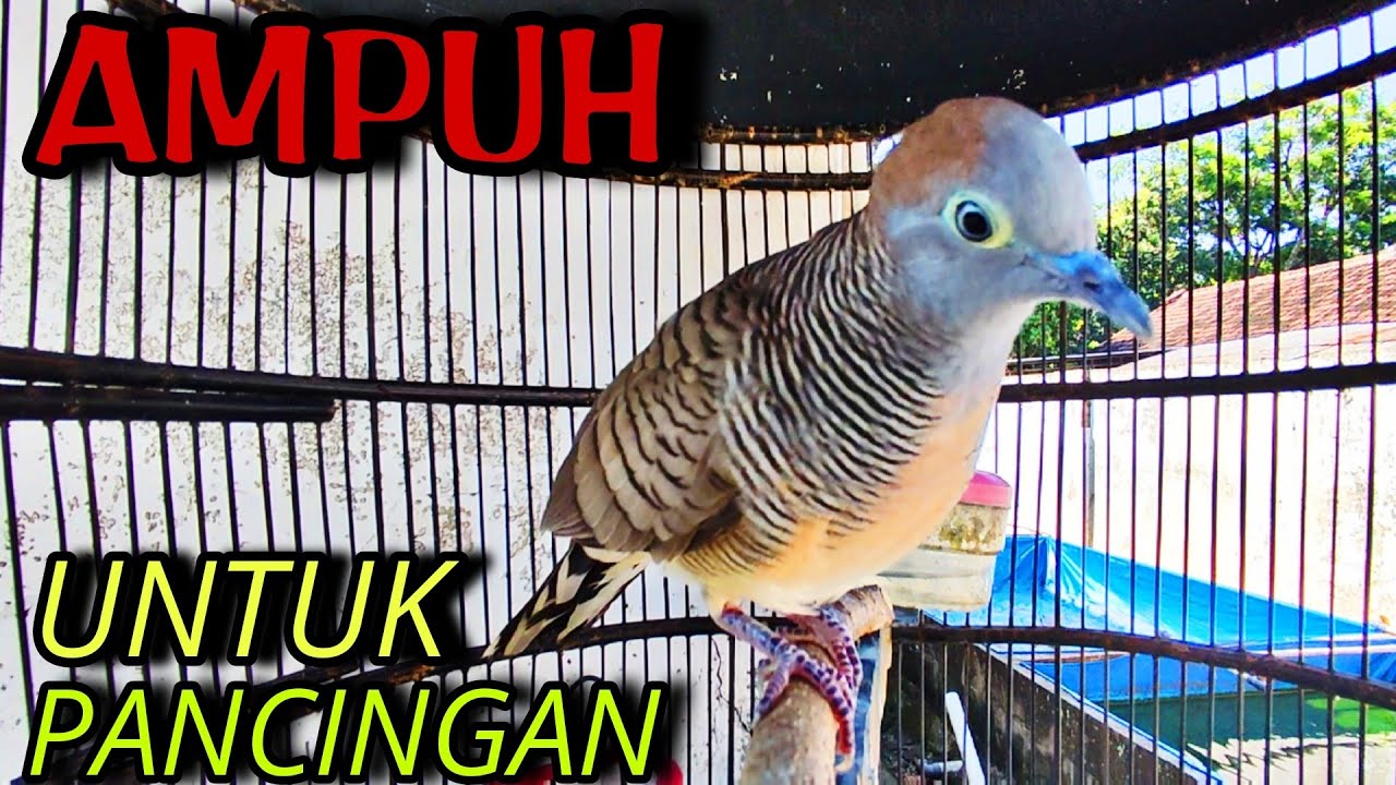 Perkutut lokal Gacor Suara KECIL bikin Cepat Emosi Lawan Auto Nyaut Seketika, #perkututgacor  16