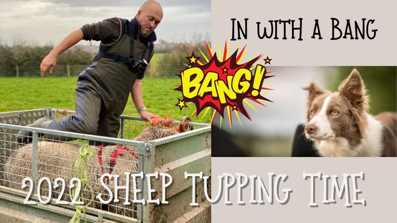 He went in with a bang - 2022 Tupping time with Whiskey my Coloured Ryeland - Sheep Farming **4K**