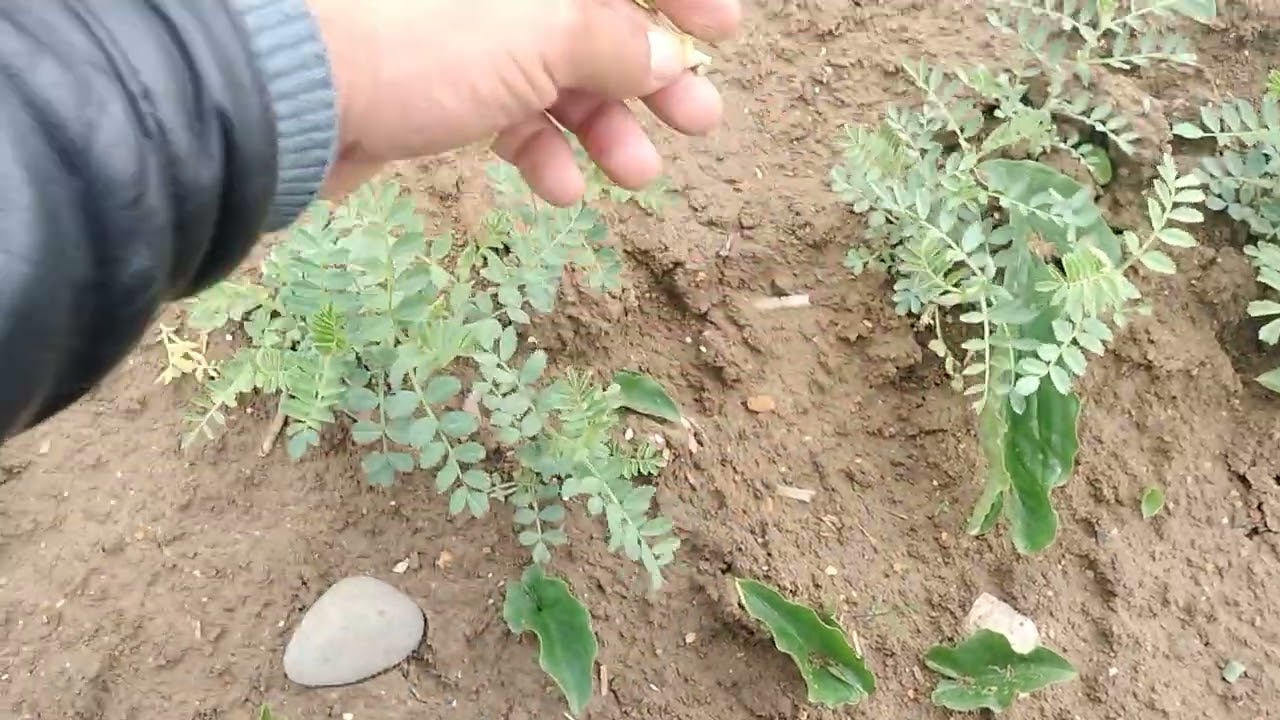 معلومات حول زراعة الحمص 2025