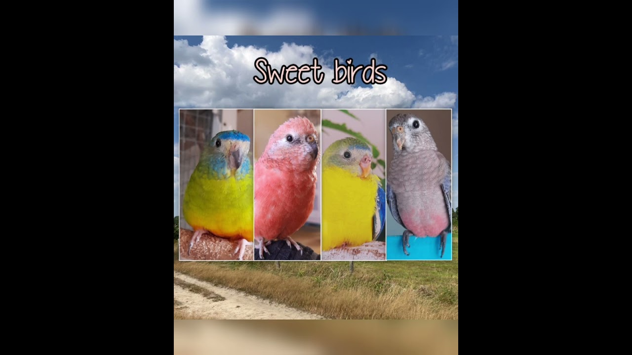 15 minutes Bourke parakeet singing# bird sounds