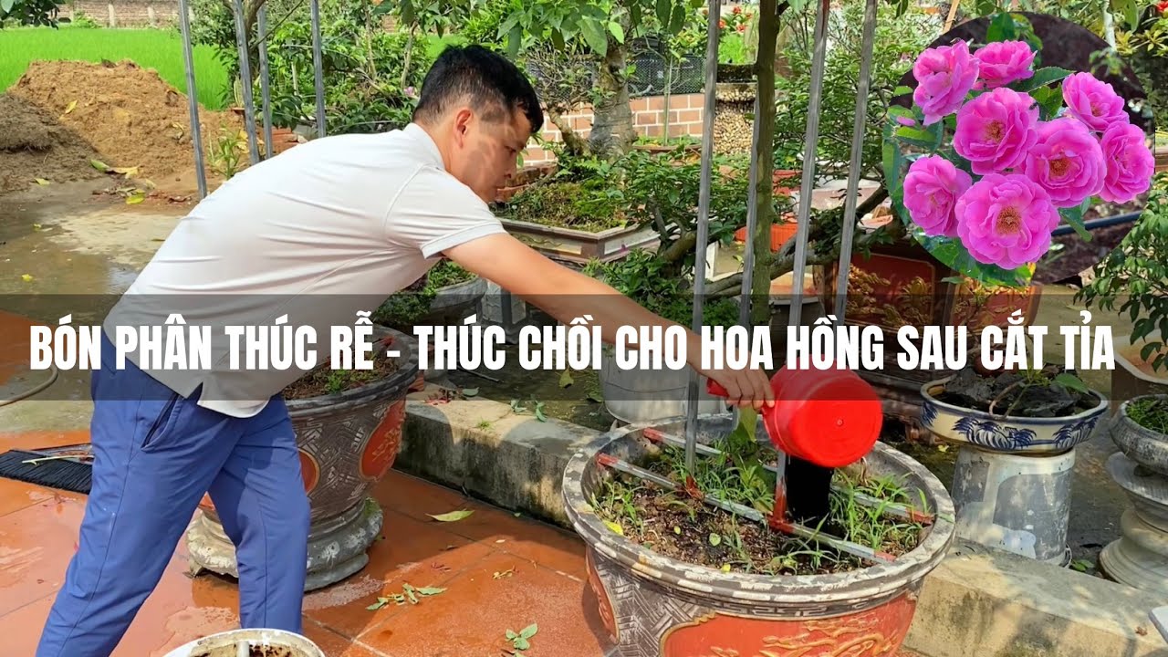 Bón phân thúc Rễ - Thúc Chồi cho Hoa Hồng sau cắt tỉa
