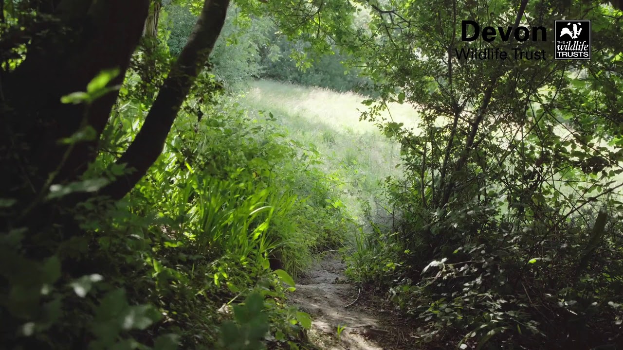 An introduction to Duryard & Belvidere Valley Park, Exeter
