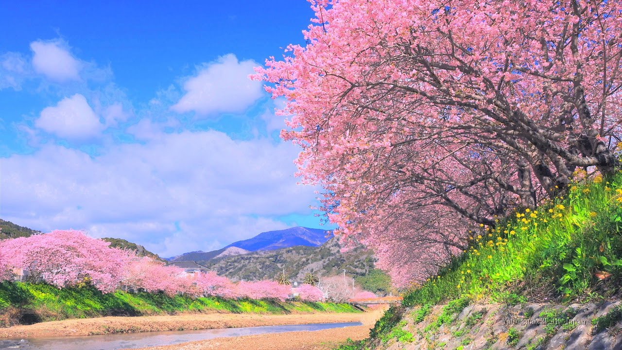 4K映像 桜の名所「伊豆 河津町の河津桜」cherry blossom japan 本州一の早咲きの桜 日本の美しい四季春 静岡県 河津町 2月中旬 お花見 絶景自然風景