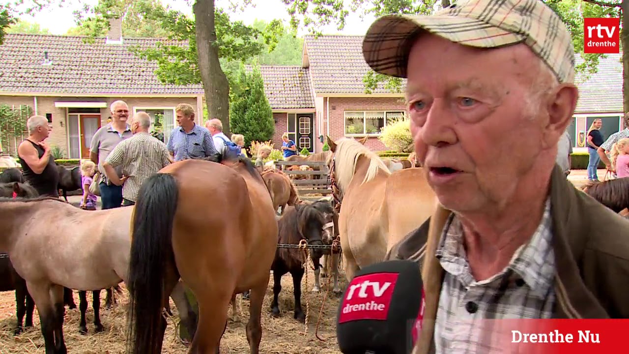 Paardenmarkt in Norg leeft op: van 25 naar 350 paarden