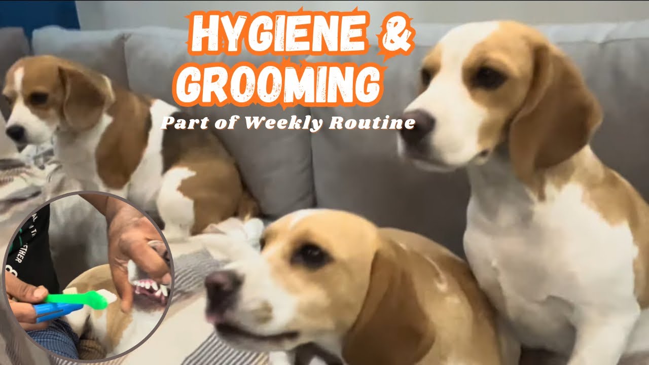 Grooming & Hygiene of My Beagles | Travelling with Dora | Travelling Dogs