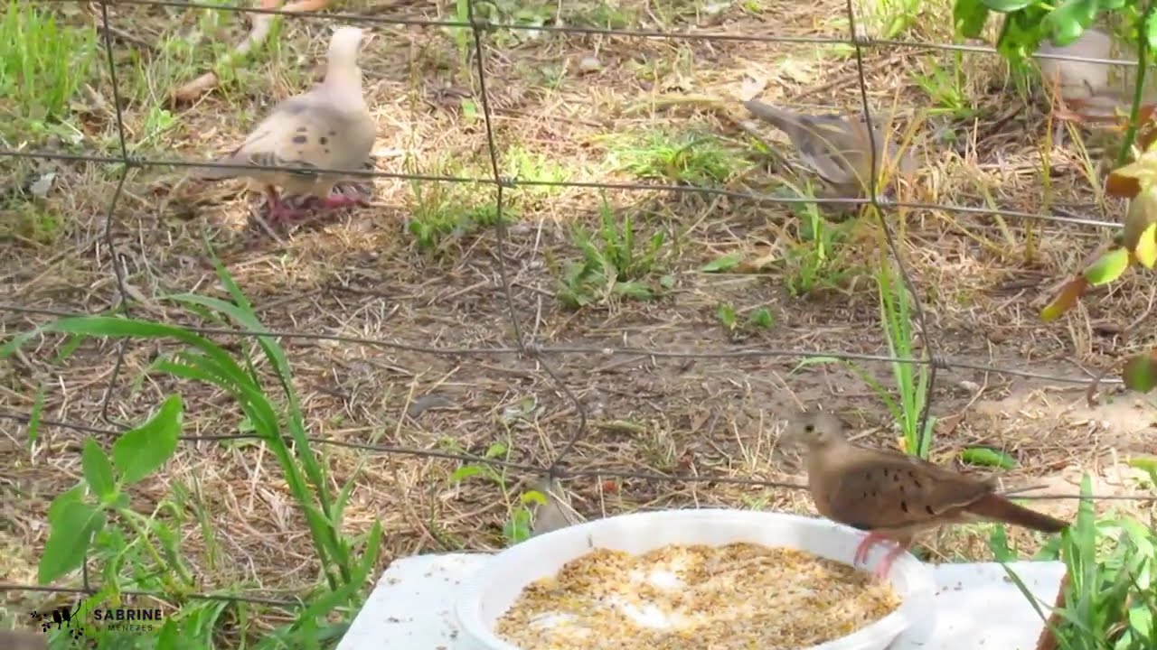 Rolinhas e avoantes se alimentando livremente! - Ruddy Ground-Dove and Eared Dove.