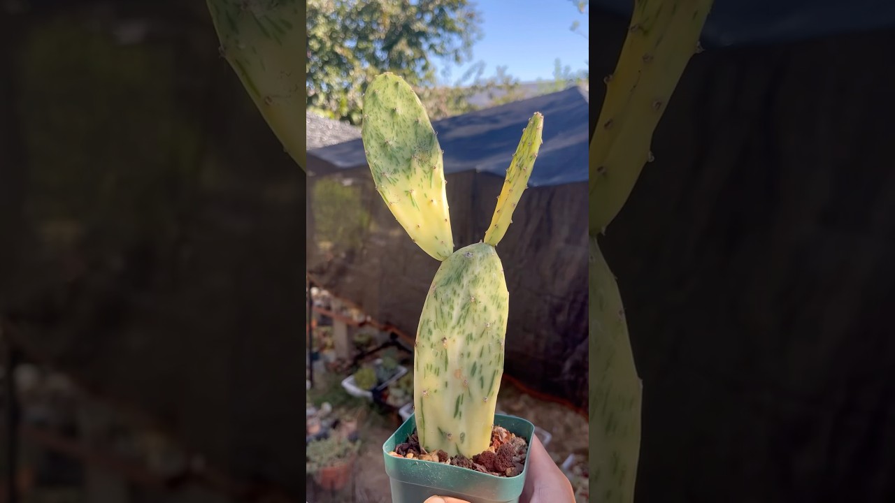 Our Opuntia Sunburst cactus pups are growing up so fast! 😊🌵 #cactus #succulents