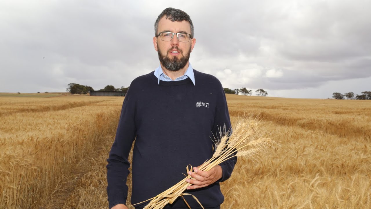 Genetic gains in wheat | Historic wheat trials, Bolgart WA