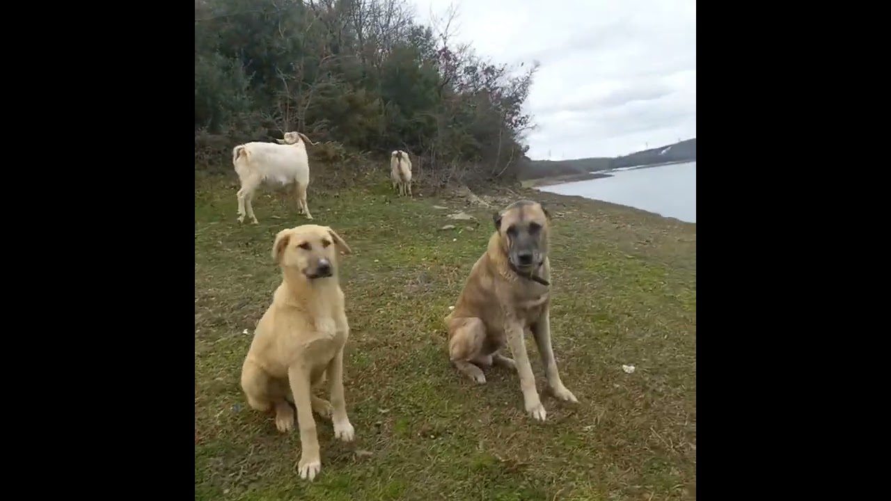 Hayvan dostlarımla manzara eşliğinde keçi otlatma 🙂